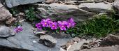 43 Viola comollia (foto Fulvio)